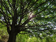 14 Il sole filtra tra i rami del grande faggio
